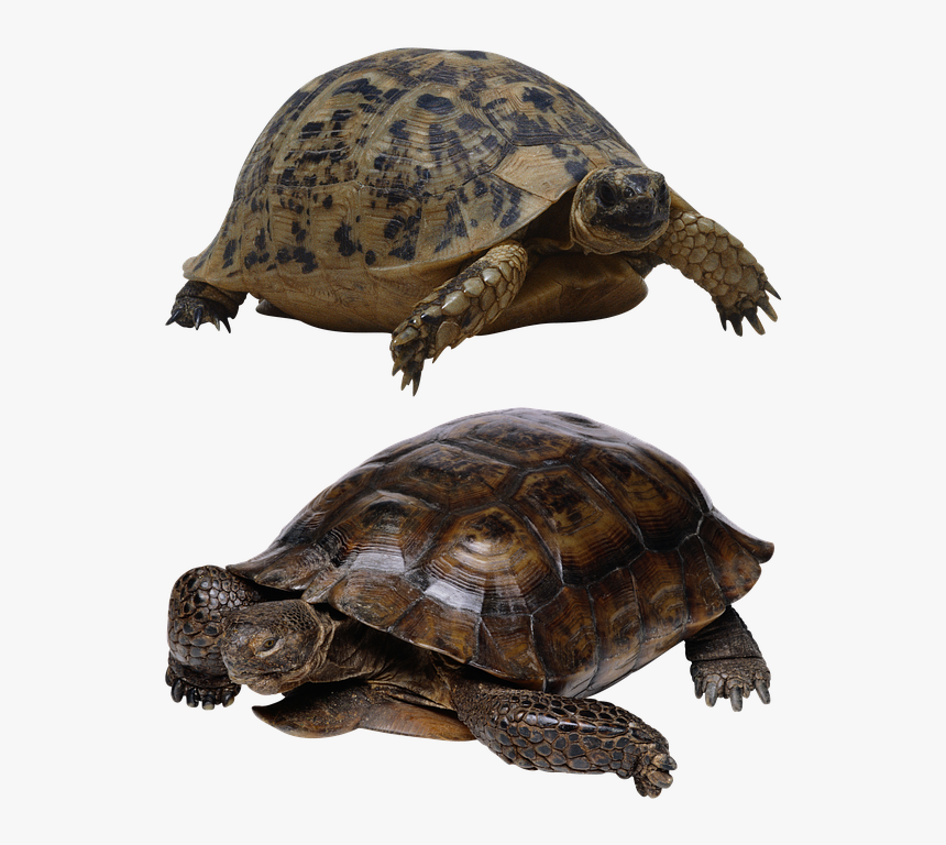 Turtle, Isolated, Tortoise, Panzer, Tortoise Shell - Turtle Transparent, HD Png Download, Free Download