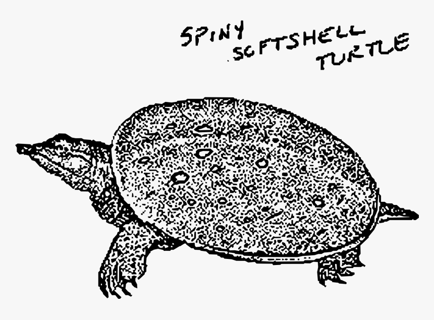 Spiny Softshell Turtle Clip Arts - Spiny Softshell Turtle Drawing, HD Png Download, Free Download