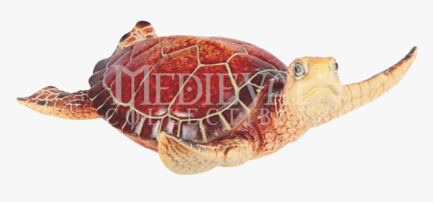 Hawksbill Sea Turtle, HD Png Download, Free Download