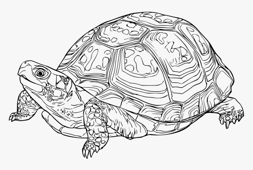 Turtle,line Art,reptile - Eastern Box Turtle Drawing, HD Png Download, Free Download