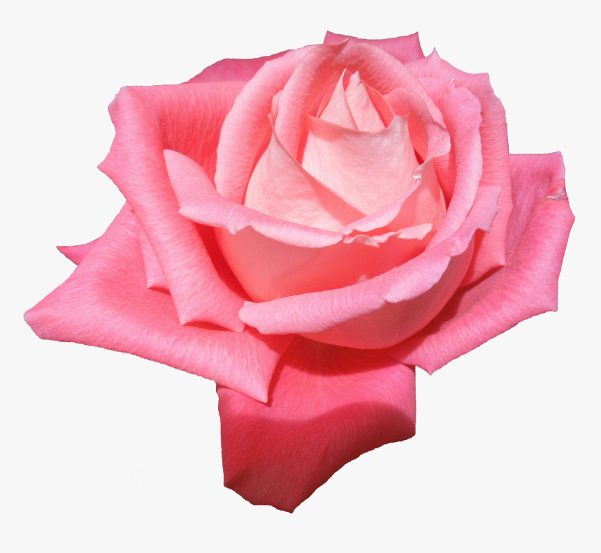 Plant, Flower, Rose, Without A Background - Rose, HD Png Download, Free Download