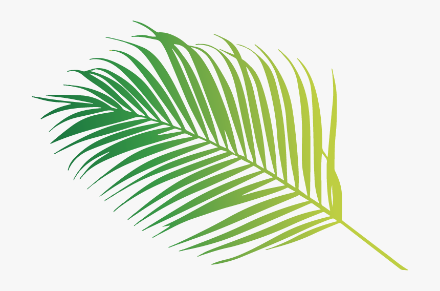 Coconut Leaf - Palm Tree, HD Png Download, Free Download