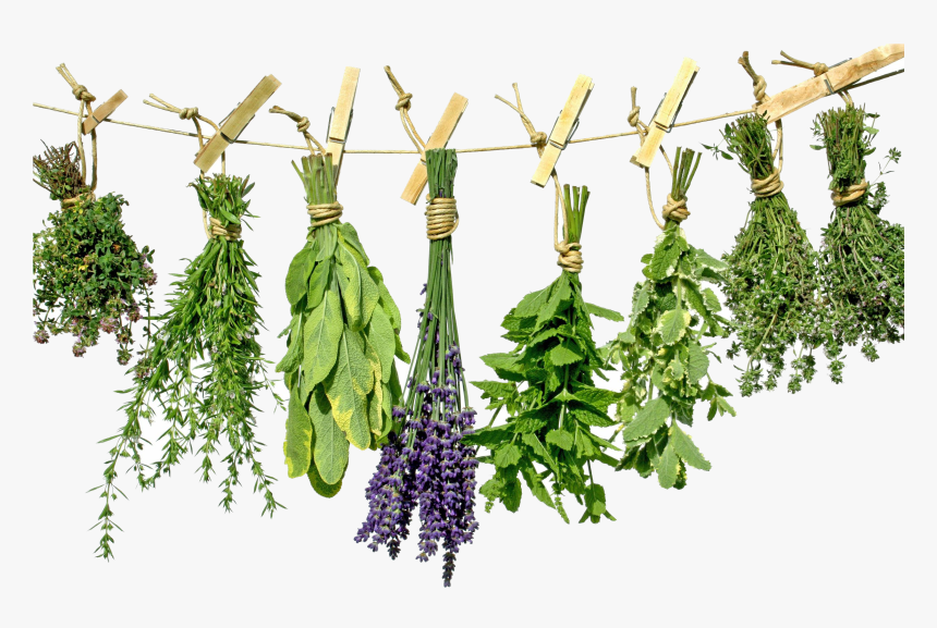 Transparent Herbs Clipart - Herbs Transparent, HD Png Download, Free Download