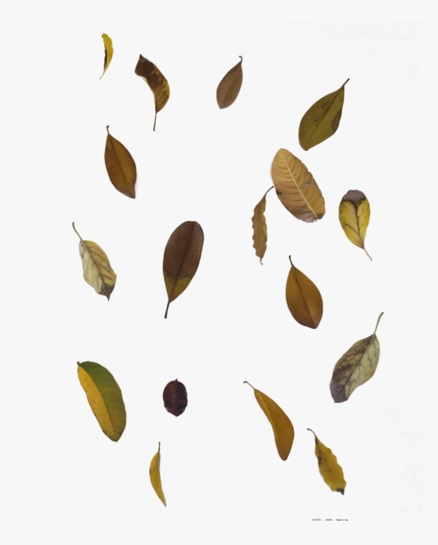 Falling Autumn Leaves Transparent Images - Real Transparent Background Falling Leaves, HD Png Download, Free Download
