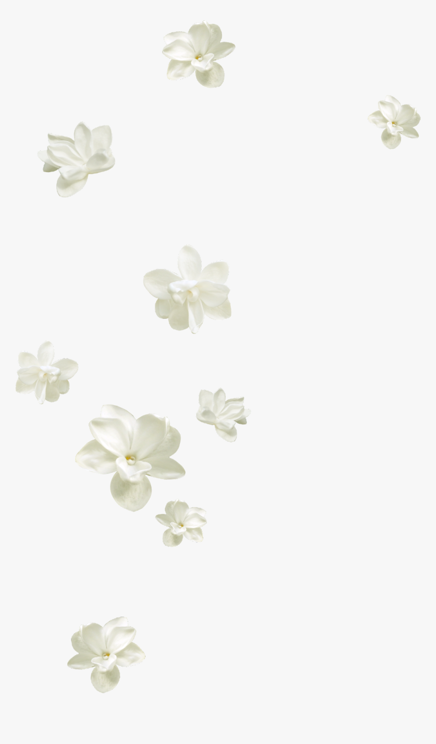 #mq #white #flowers #flower #garden #nature #falling - Jasmine, HD Png Download, Free Download