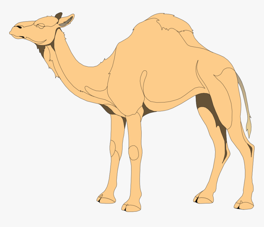 Free Vector Camel - Png Vector Camel, Transparent Png, Free Download