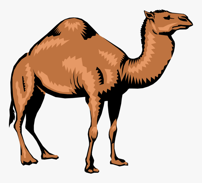 Vector Illustration Of Dromedary Single-humped Beast - Camel Png, Transparent Png, Free Download