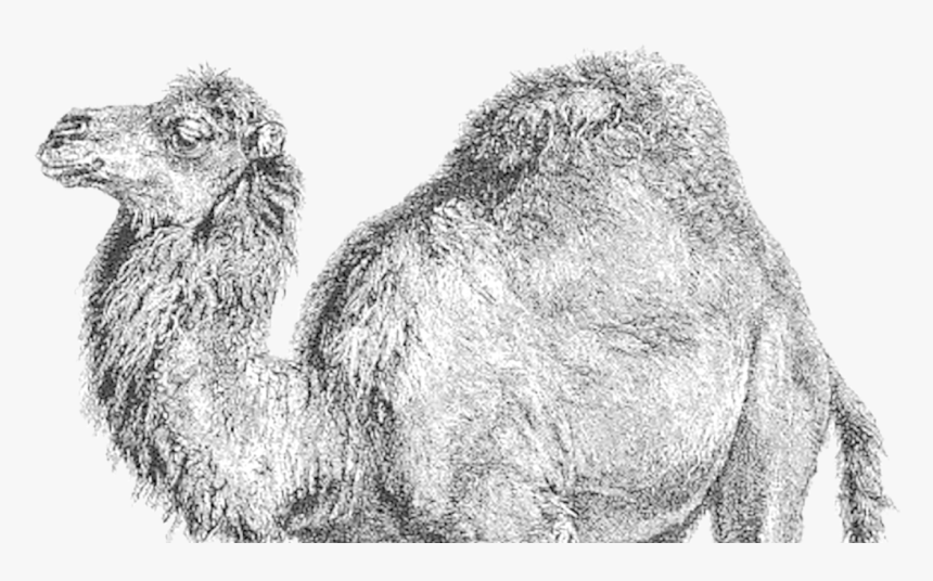 Drawn Camels Transparent - Perl Programming Logo Png, Png Download, Free Download