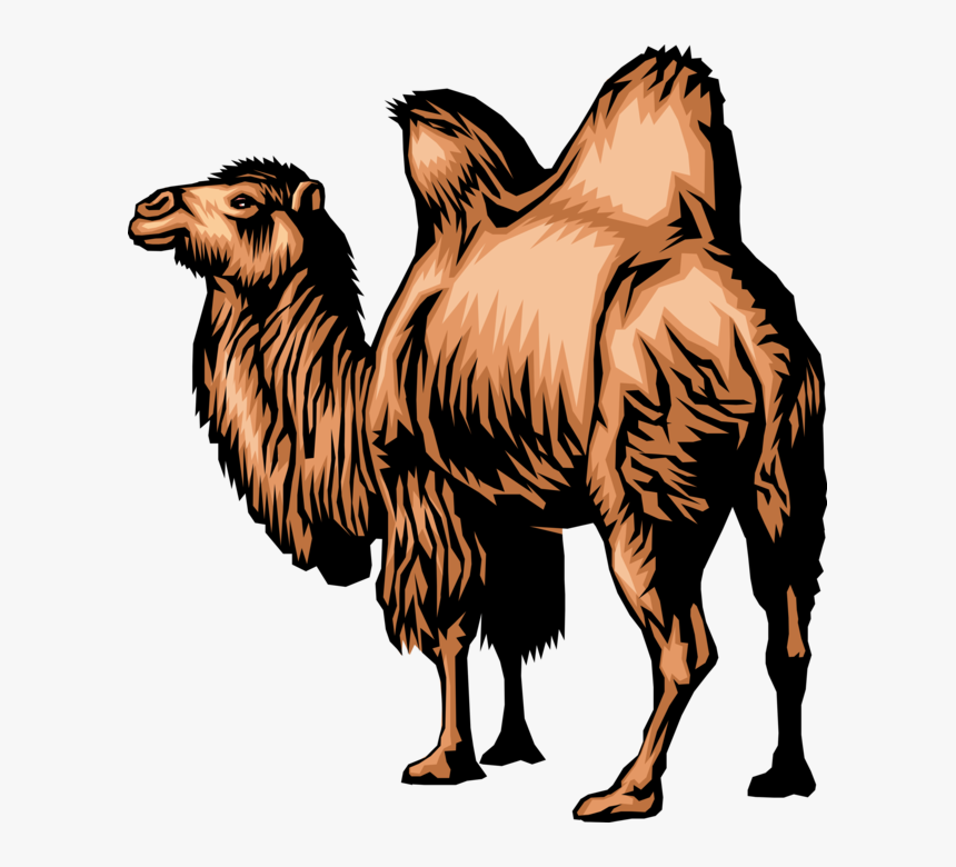 Vector Illustration Of Dromedary Two-humped Camel Beast - Animal Adaptation, HD Png Download, Free Download