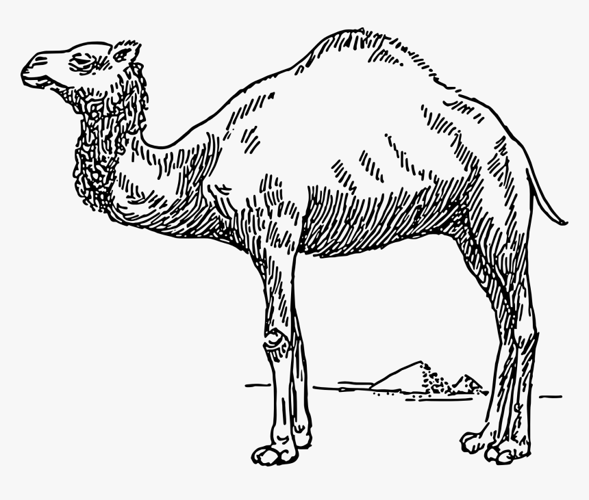 Free Vector Dromedary - Dromedary Camel Clip Art, HD Png Download, Free Download