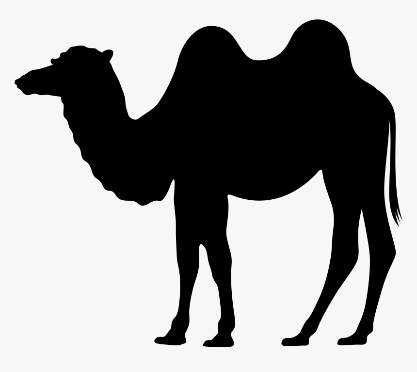 Clipart Walking Camel, HD Png Download, Free Download