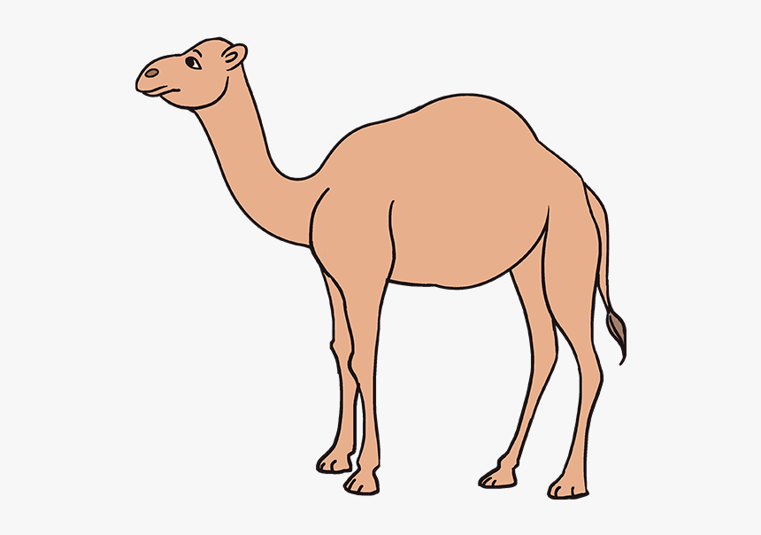 How To Draw A Camel - Simple Easy Camel Drawing, HD Png Download, Free Download