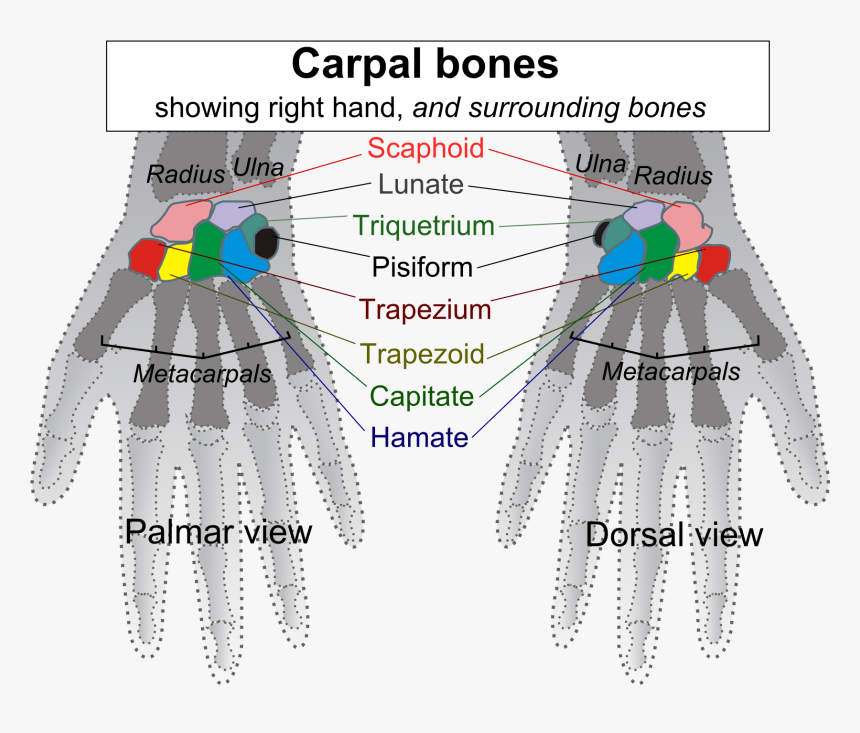 Carpal Bones, HD Png Download, Free Download