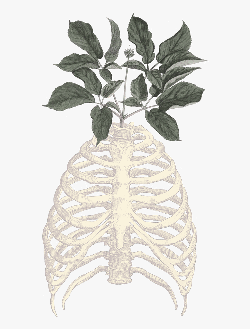 Bones - Rib Cage Vector, HD Png Download, Free Download