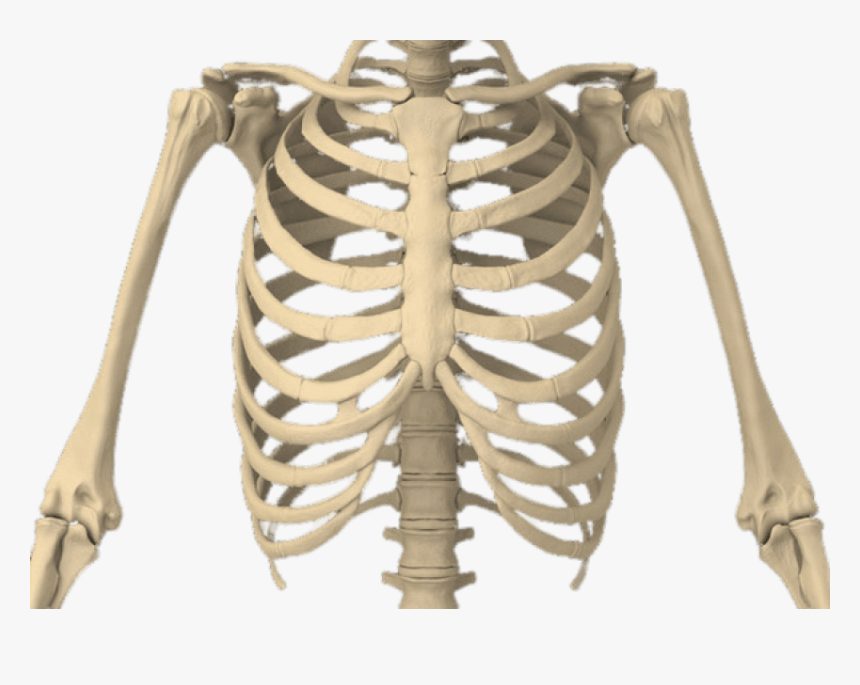 Bones Of The Body - Rib Cage Transparent Background, HD Png Download, Free Download