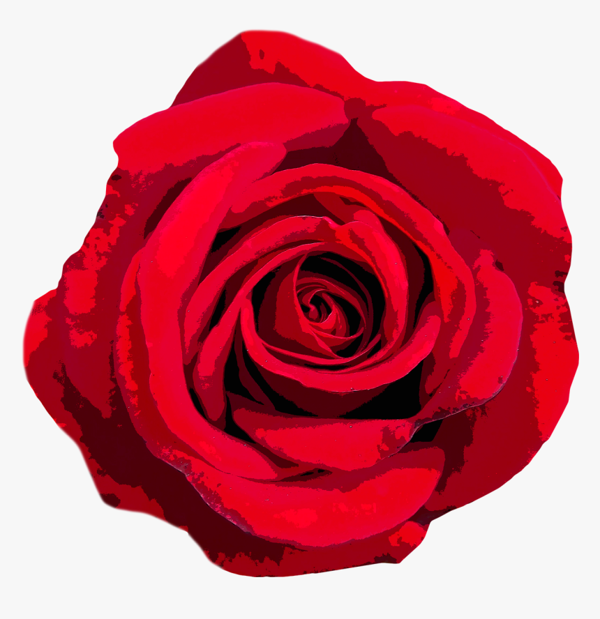 Rose Love Valentine"s Day Free Photo - National Flower Of United States Of America, HD Png Download, Free Download