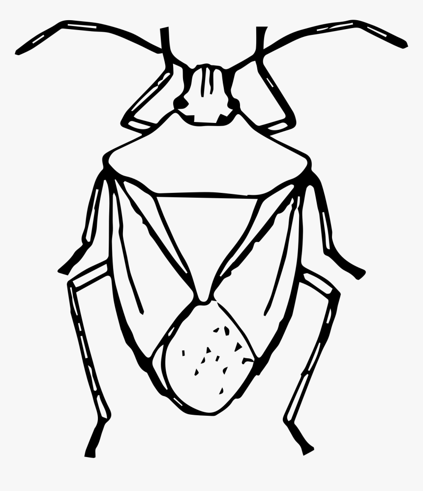Draw A Stink Bug, HD Png Download, Free Download