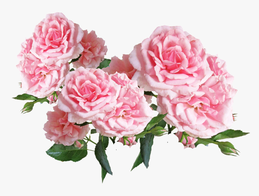 Roses Pink Floral Display Free Photo - Pink Roses Transparent Png, Png Download, Free Download