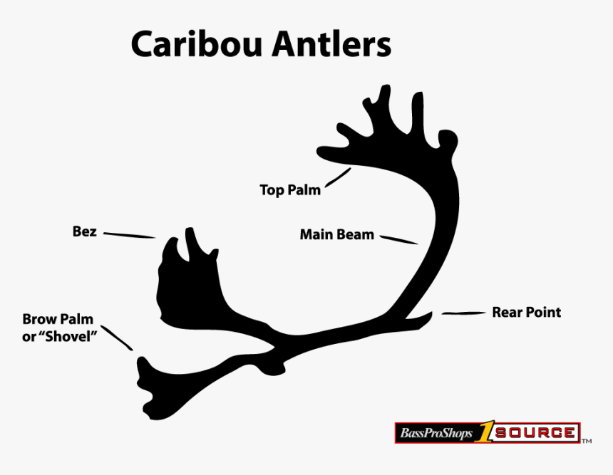 Caribou Antlers About - Tree, HD Png Download, Free Download