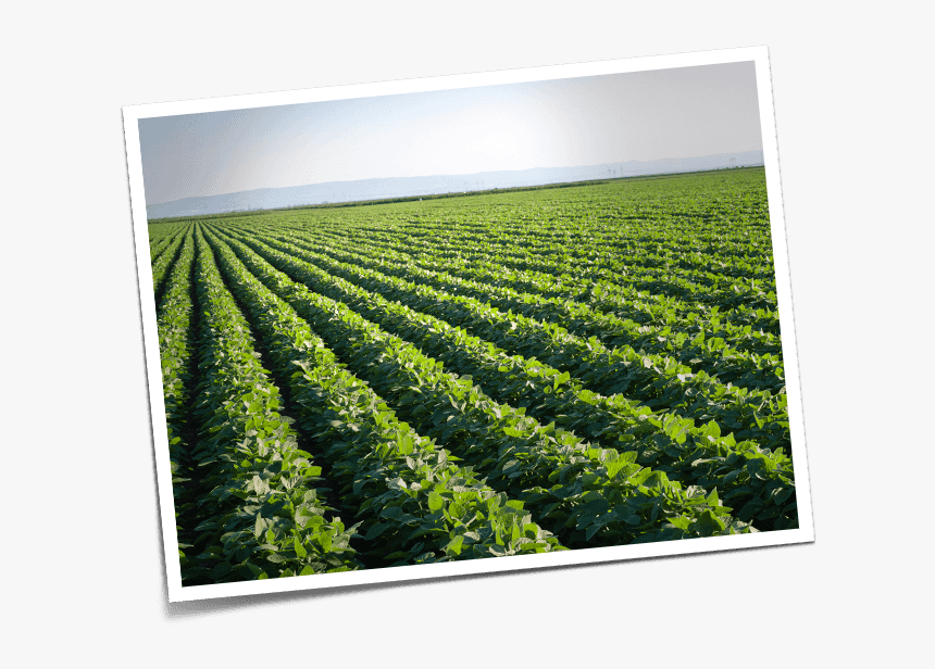 Transparent Gmo Free Png - Soybean Field, Png Download, Free Download