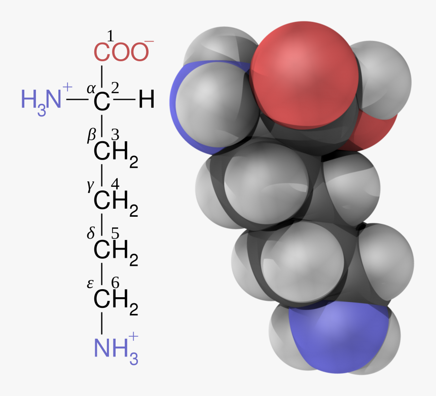 Amino Acid Alpha Beta Gamma Carbon, HD Png Download, Free Download