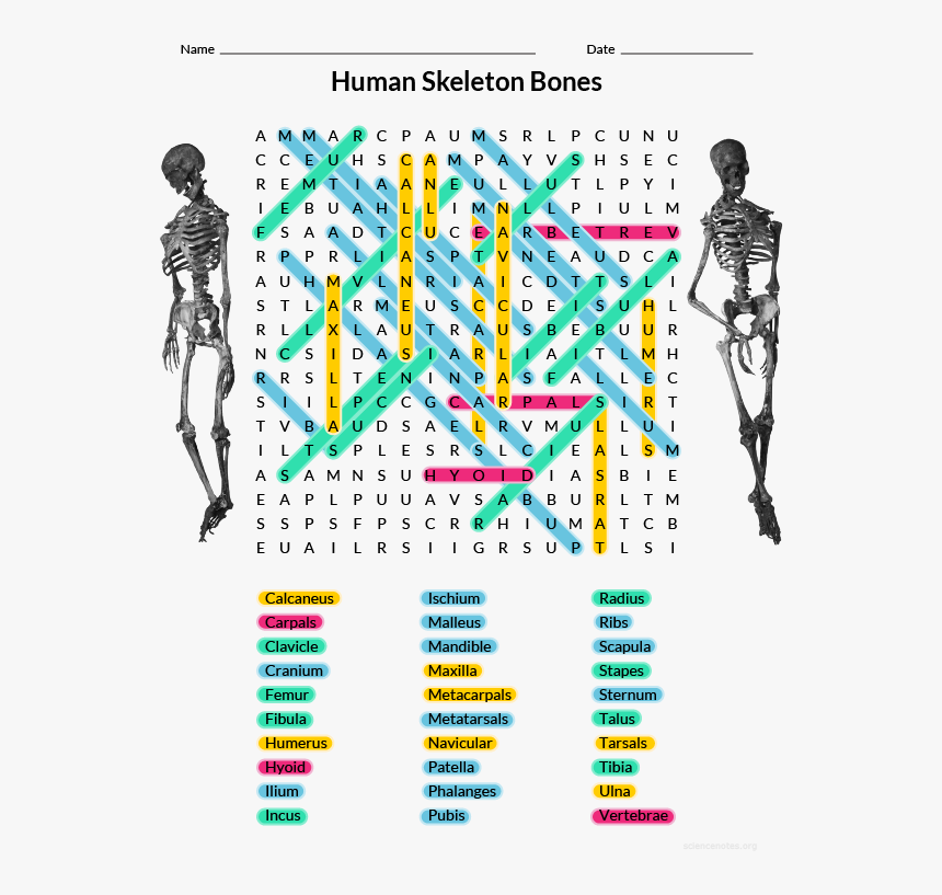 Human Bones Word Search Answers, HD Png Download, Free Download