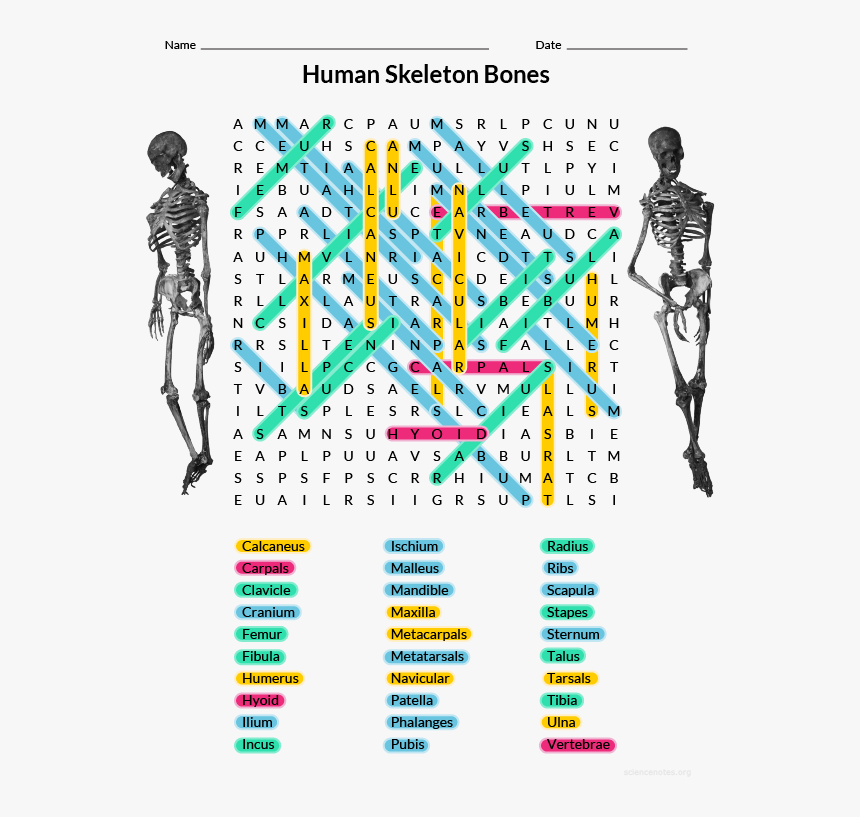 Human Bones Word Search Answers HD Png Download Kindpng