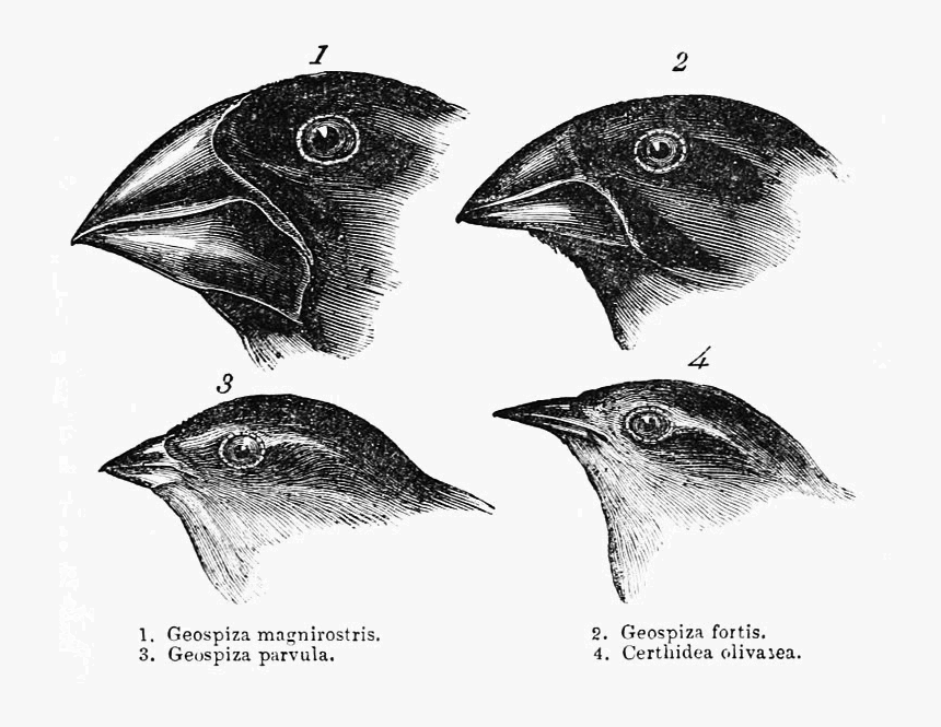 Darwin's Finches, HD Png Download, Free Download