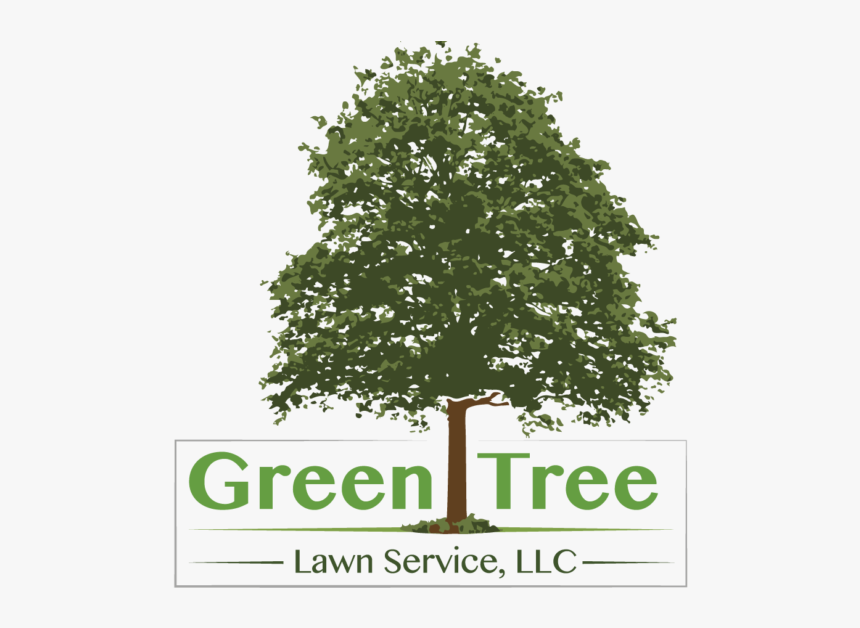 Green Tree Lawn Service Llc - Tree With No Background, HD Png Download, Free Download