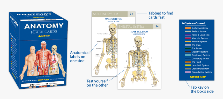 Human Anatomy Flash Cards - Vincent Perez Anatomy Flash Cards, HD Png Download, Free Download