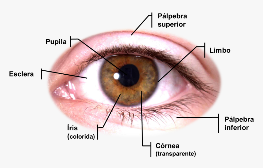 Anatomia Dos Olhos - Transparent Background Eyes Png Transparent, Png Download, Free Download