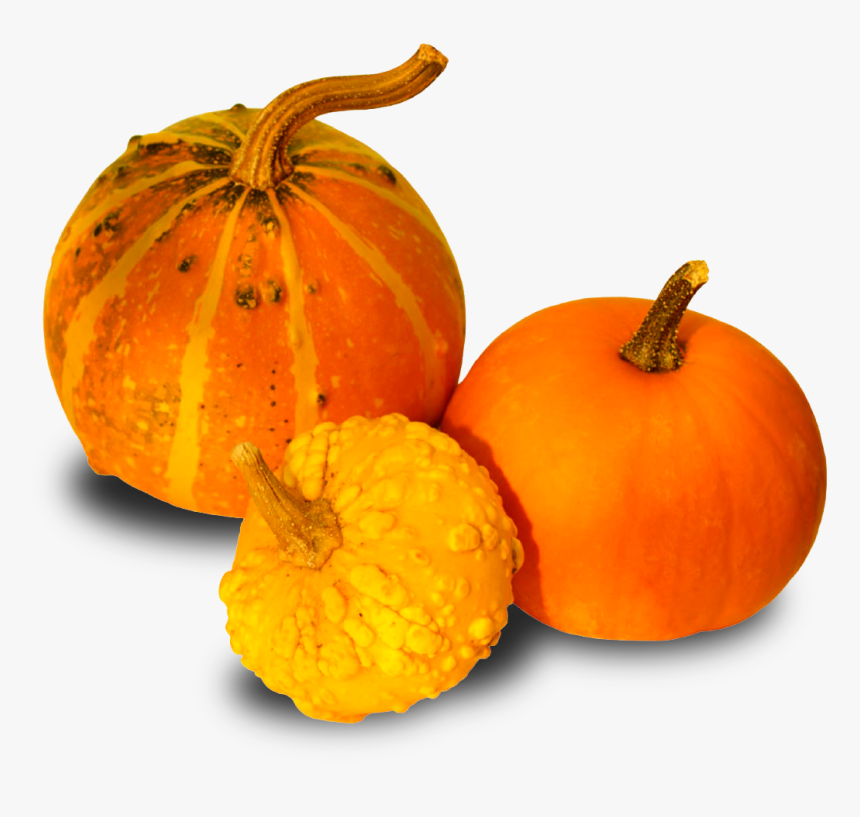 Pumpkins And Gourds Png - Gourds Png, Transparent Png, Free Download