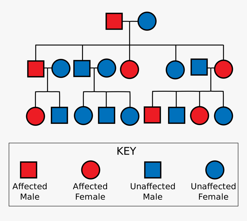 Pedigree Charts, HD Png Download, Free Download