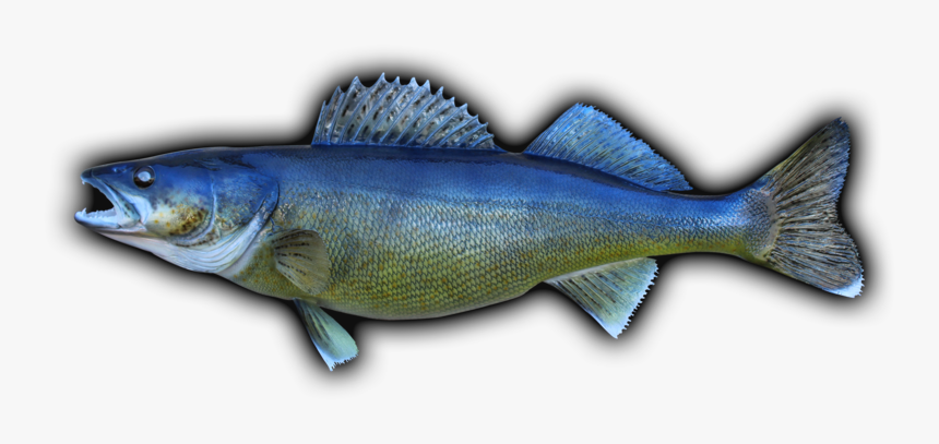 Walleye Fish Mount - Oily Fish, HD Png Download, Free Download