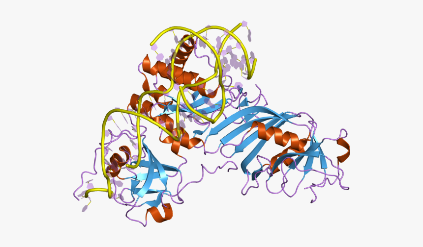 Pdb 2rfk Ebi - Illustration, HD Png Download, Free Download