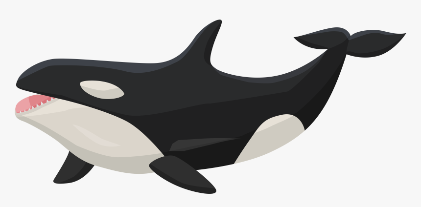 At Getdrawings Com Free - Transparent Cartoon Killer Whale, HD Png Download, Free Download
