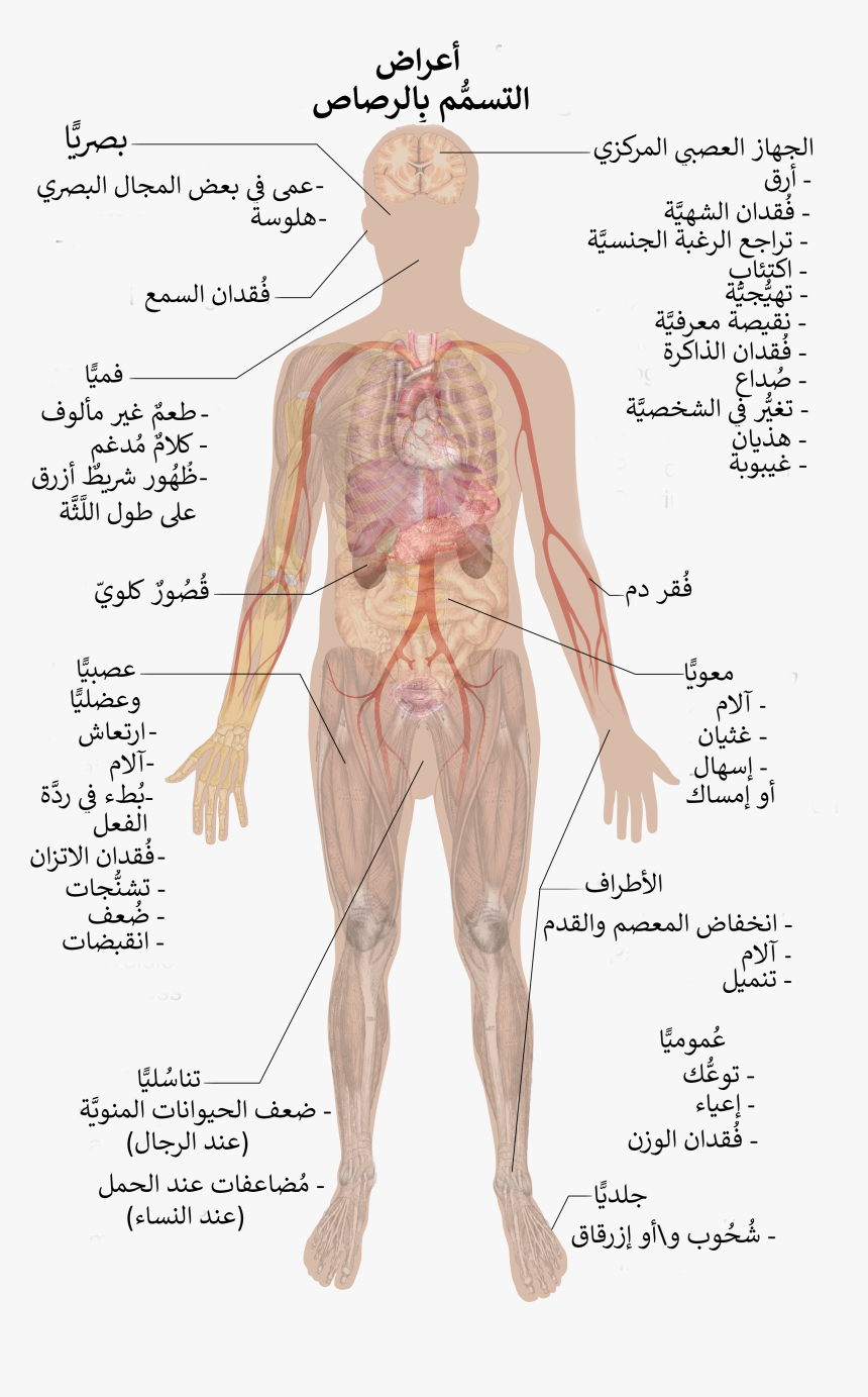 Symptoms Of Lead Poisoning -ar - Lead Poisoning, HD Png Download, Free Download