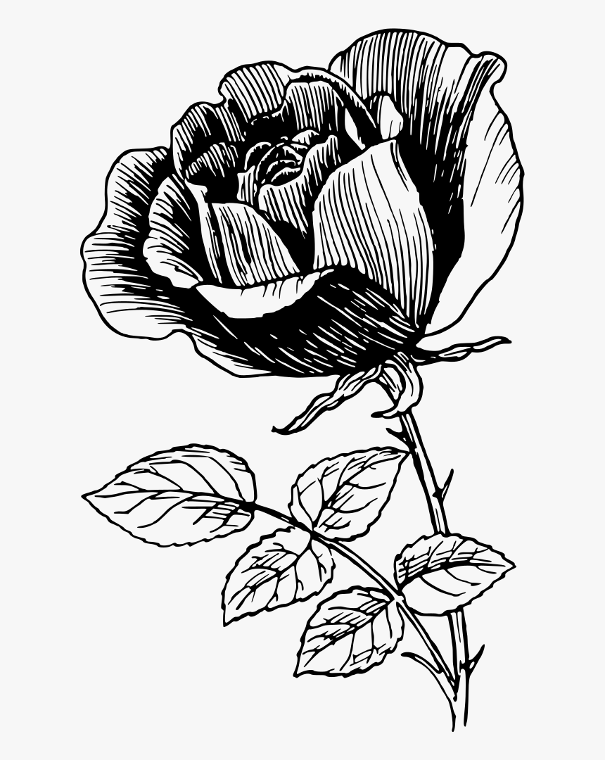 Art,monochrome Photography,petal - Line Art Rose Flower Design, HD Png Download, Free Download