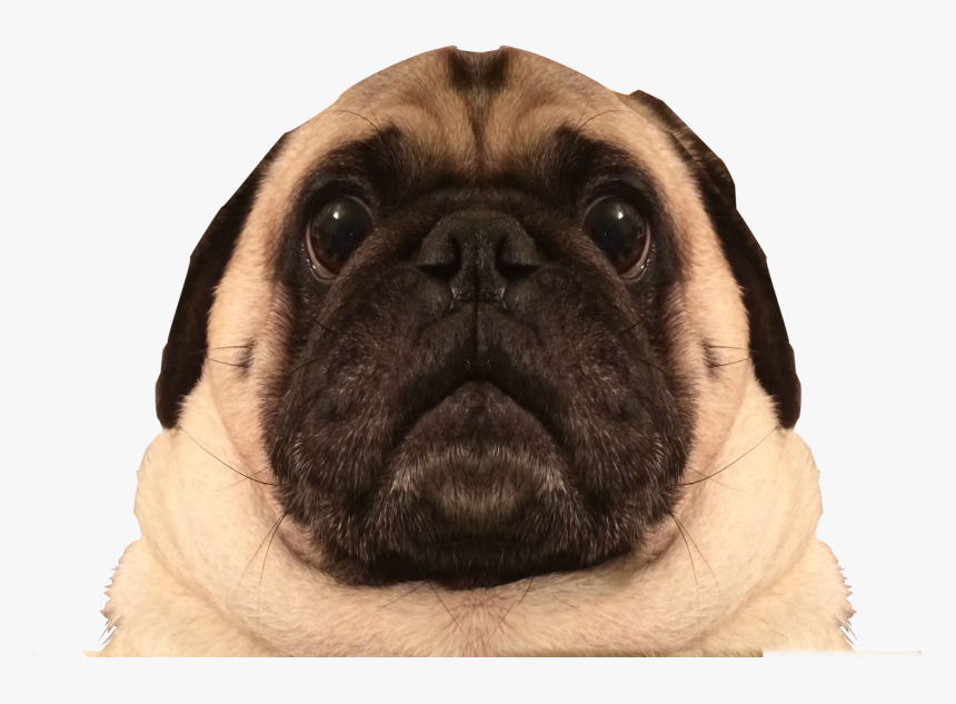 Pug Face Transparent Background, HD Png Download, Free Download