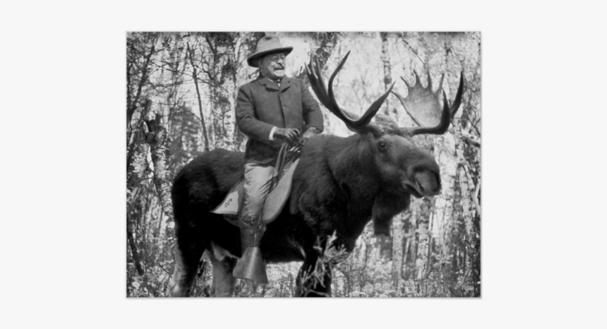 Teddy Roosevelt Riding A Bull Moose Posters - Teddy Roosevelt Riding A Bull Moose, HD Png Download, Free Download