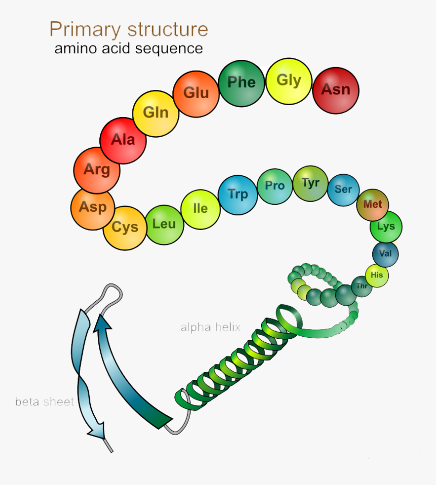 Primary Structure Of Protein Diagram