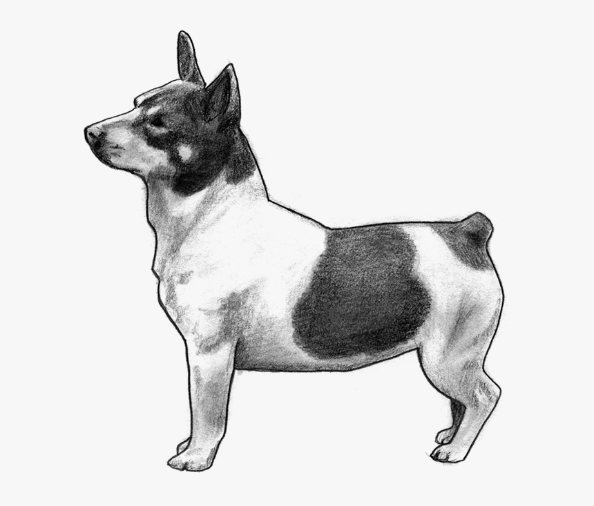 Teddy Roosevelt Terrier - Ancient Dog Breeds, HD Png Download, Free Download