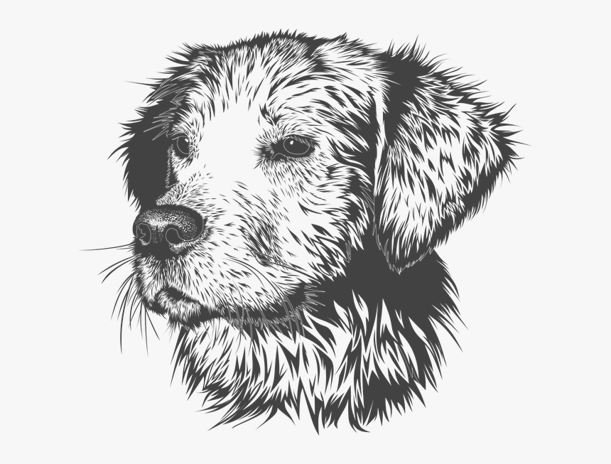 Imagenes Sin Fondo Blanco Formato - Golden Retriever Head Drawing, HD Png Download, Free Download