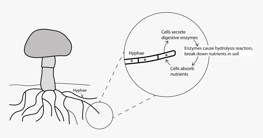 Fungi External Digestion - Fungi Secrete Digestive Enzymes, HD Png Download, Free Download