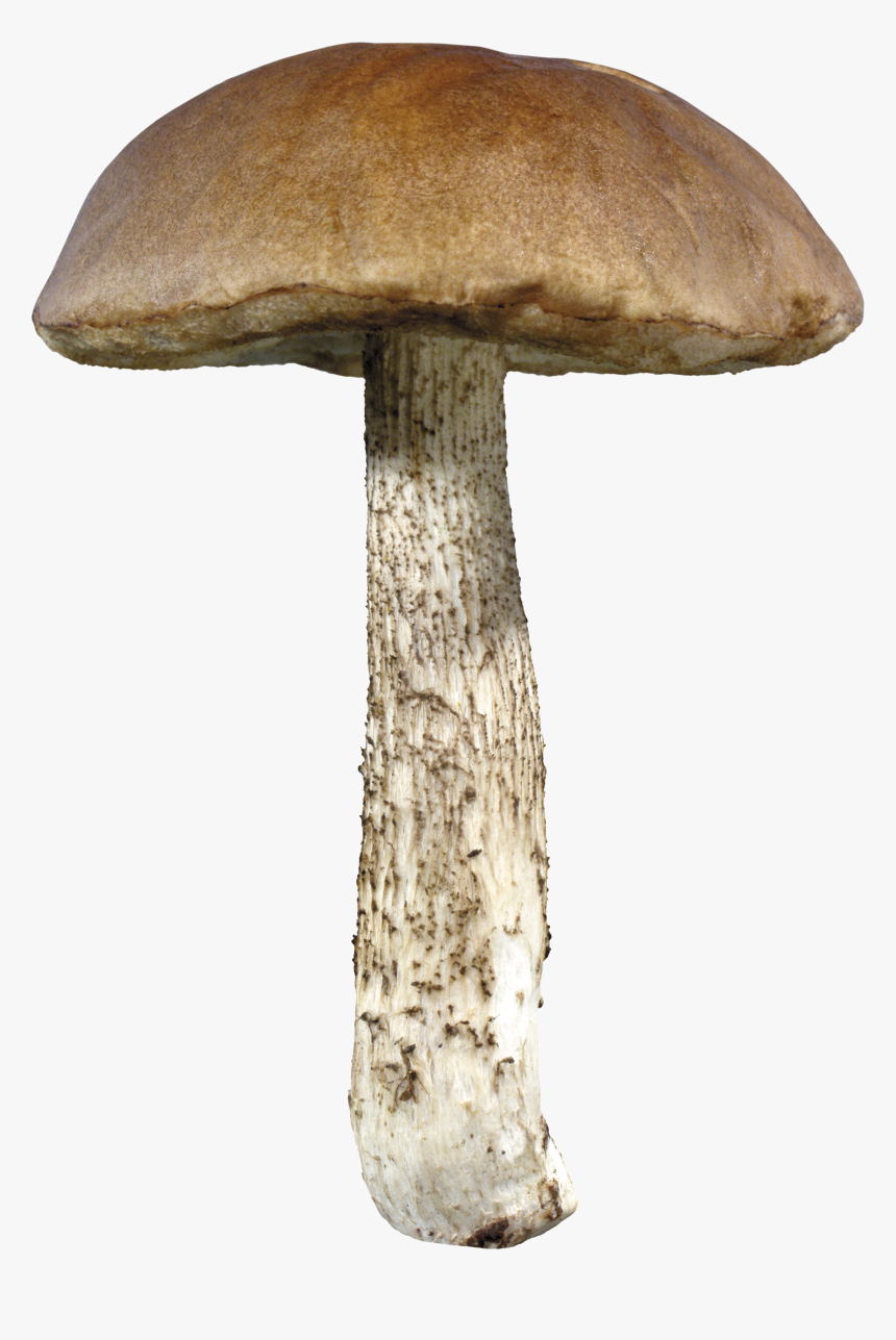 Mushroom Png, Transparent Png, Free Download