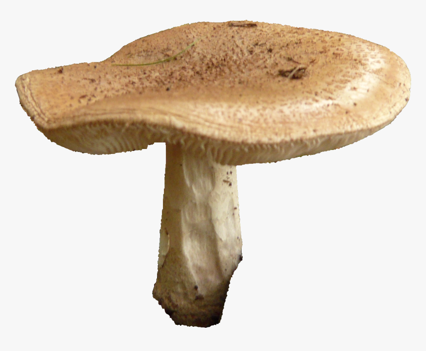 Mushroom Png Transparent - Mushroom With Transparent Background, Png Download, Free Download