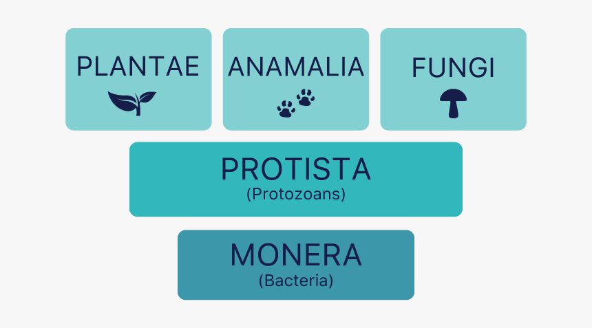 Kingdoms Of Organisms Chart - Graphic Design, HD Png Download, Free Download