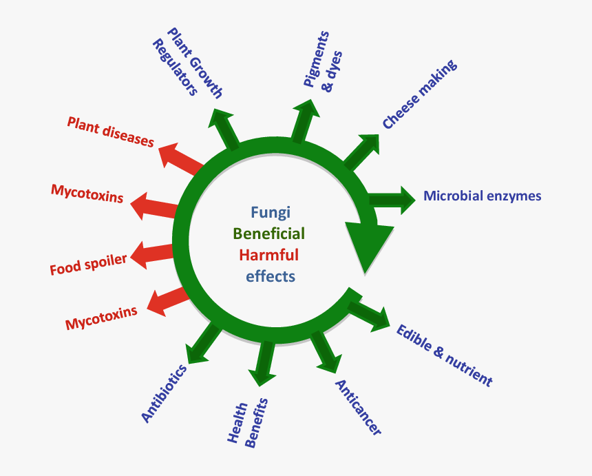 Beneficial And Harmful Effects Of Fungi  - Simple Cell Respiration Drawing, HD Png Download, Free Download