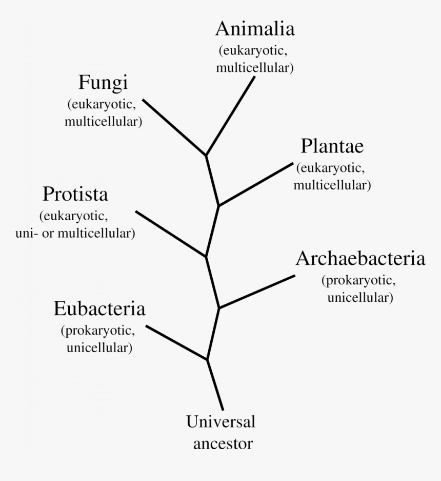 Fungi Classification Chart Old - 6 Kingdoms Tree Of Life, HD Png Download, Free Download