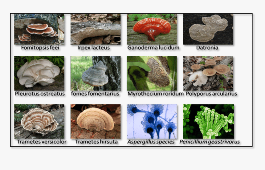 12 Types Of Fungi Which Are Used For The Food Dye Adsorption - Types Of Fungi, HD Png Download, Free Download